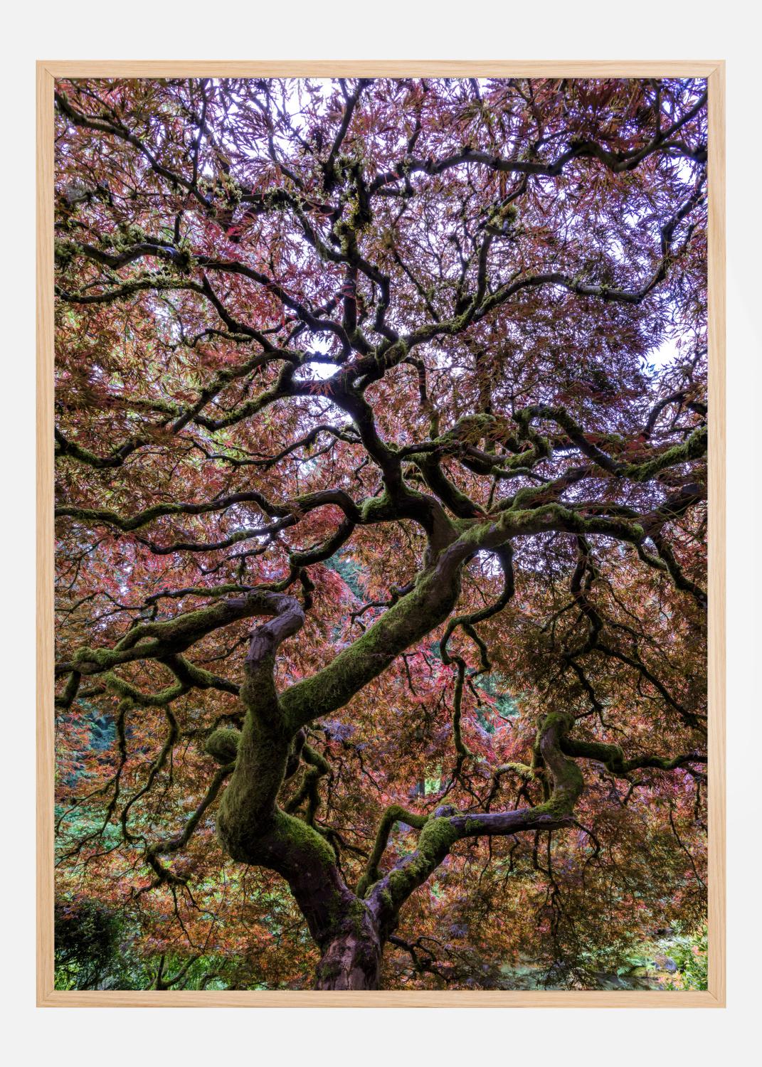 Product Image for Japanese Maple Tree Poster (21x29,7 cm (A4))