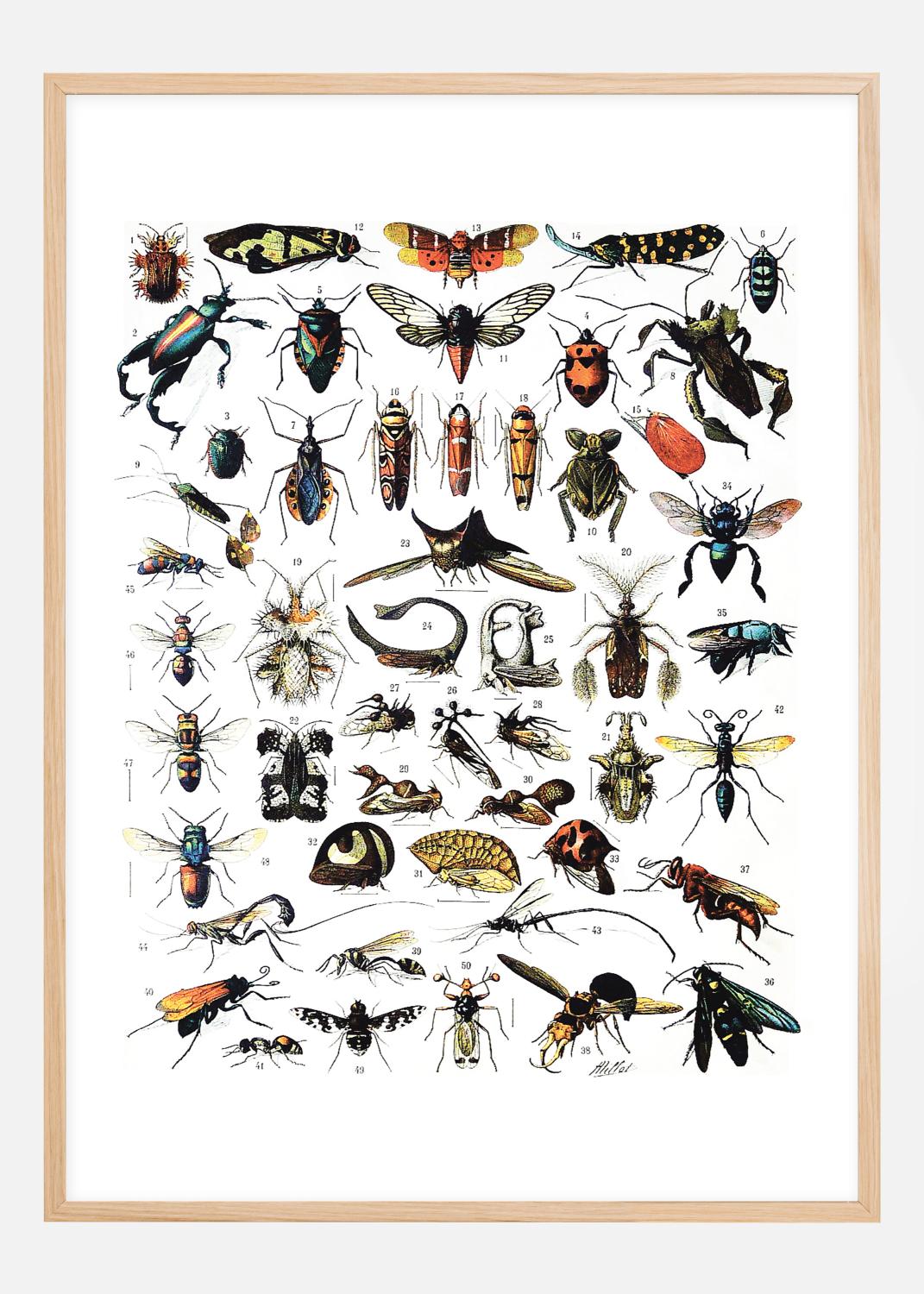 Product Image for Planche avec insectes I Poster (21x29,7 cm (A4))