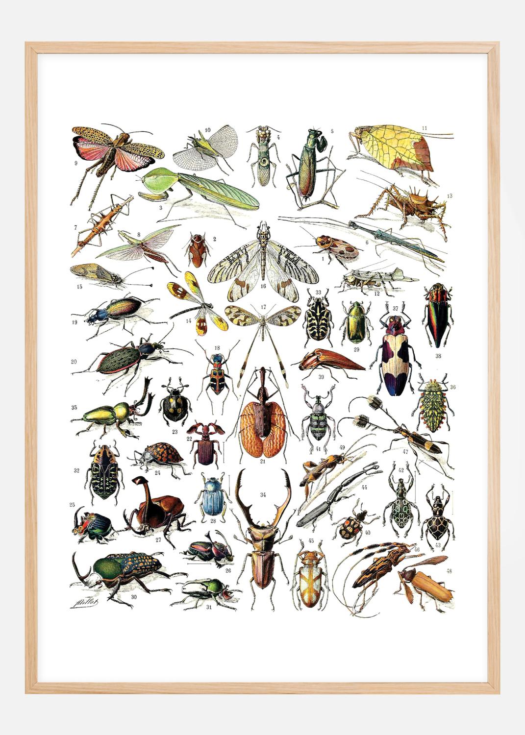 Product Image for Planche avec insectes II Poster (40x50 cm)