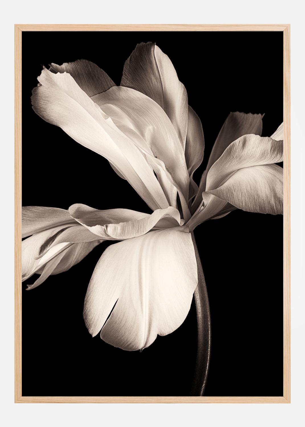 Product Image for Dark Macro Flower Poster (21x29,7 cm (A4))