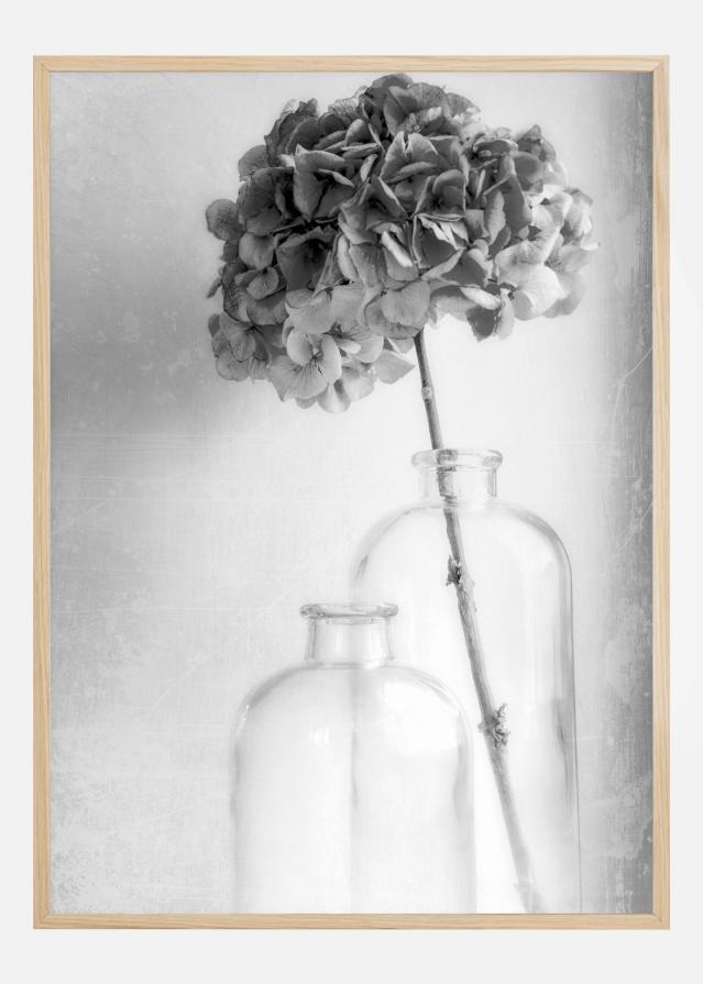 Hydrangea Poster