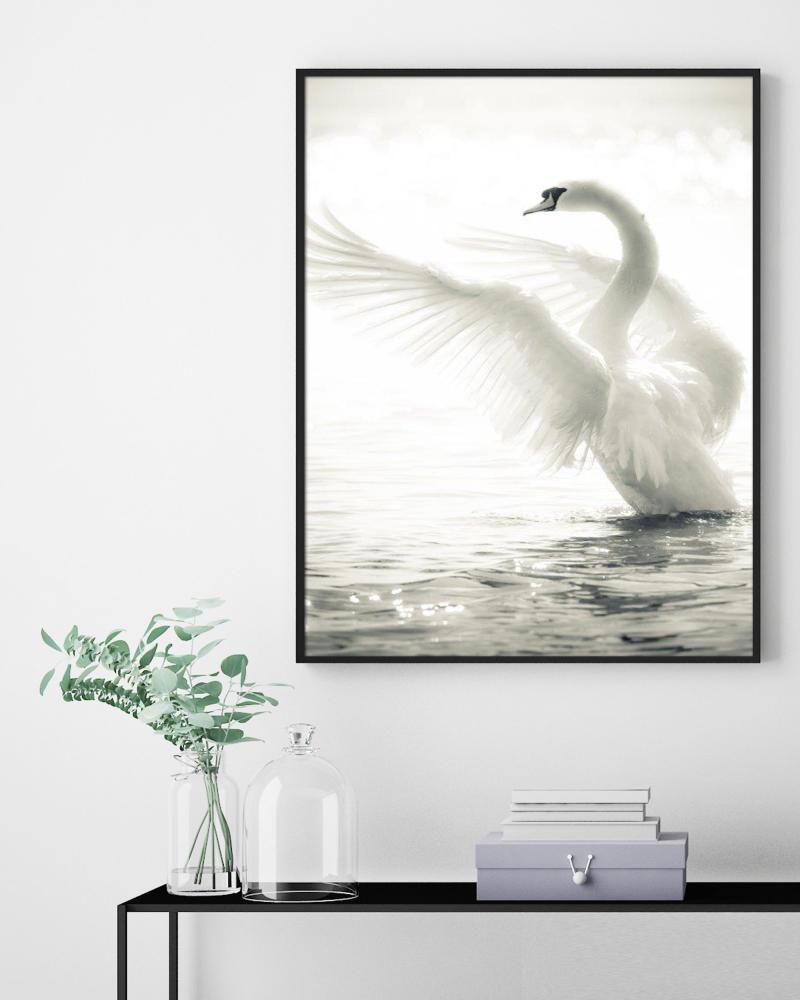 Swan Poster