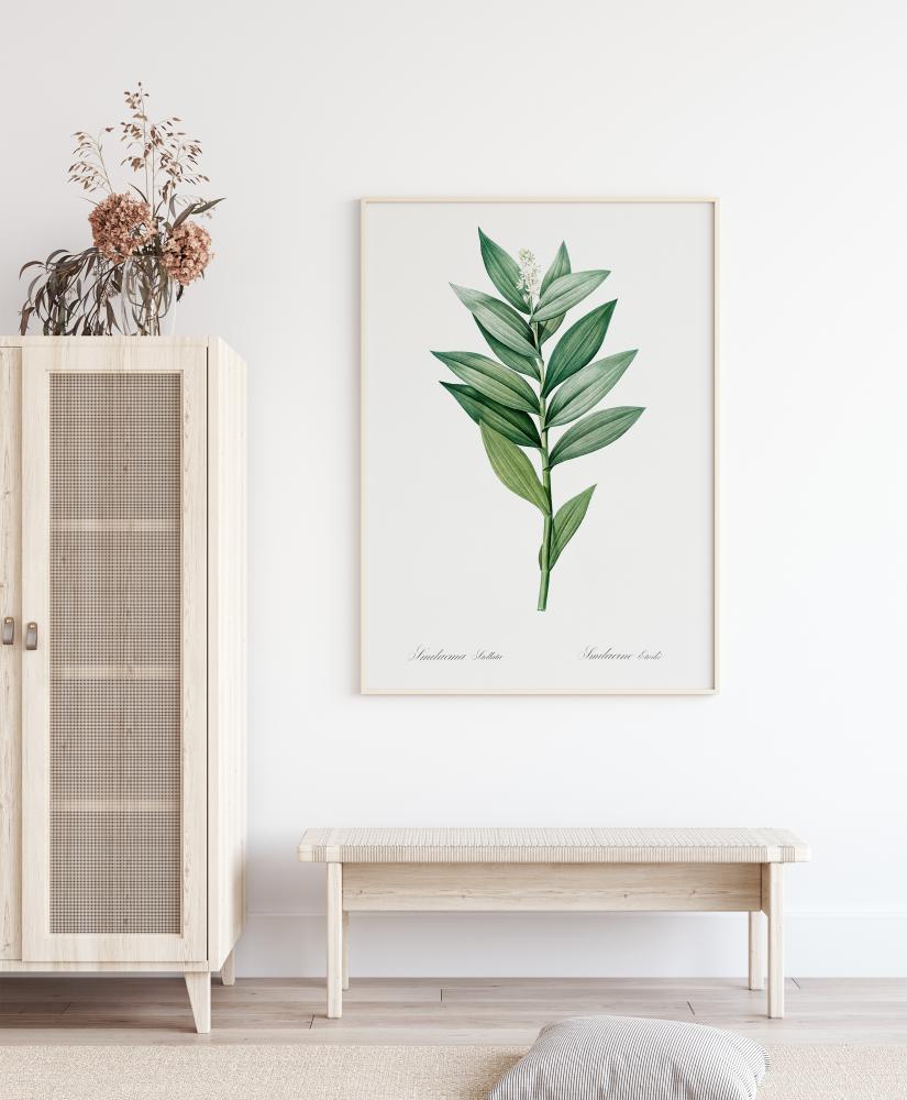 Smilacina Stellata Poster