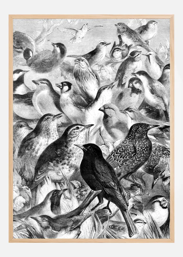 Birds Poster