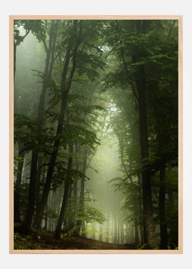 Foggy Forrest Poster