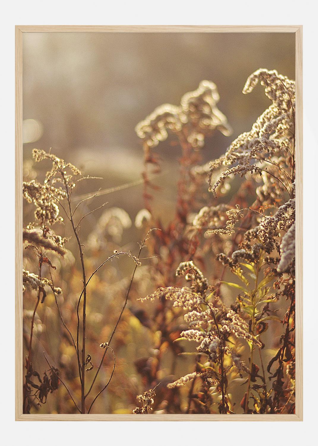 Product Image for Summer Evening Poster (21x29.7 cm (A4))