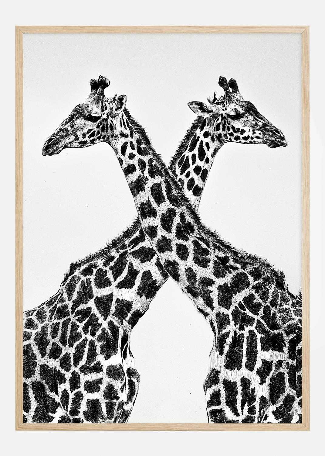Product Image for Two giraffe towers Poster (21x29.7 cm (A4))