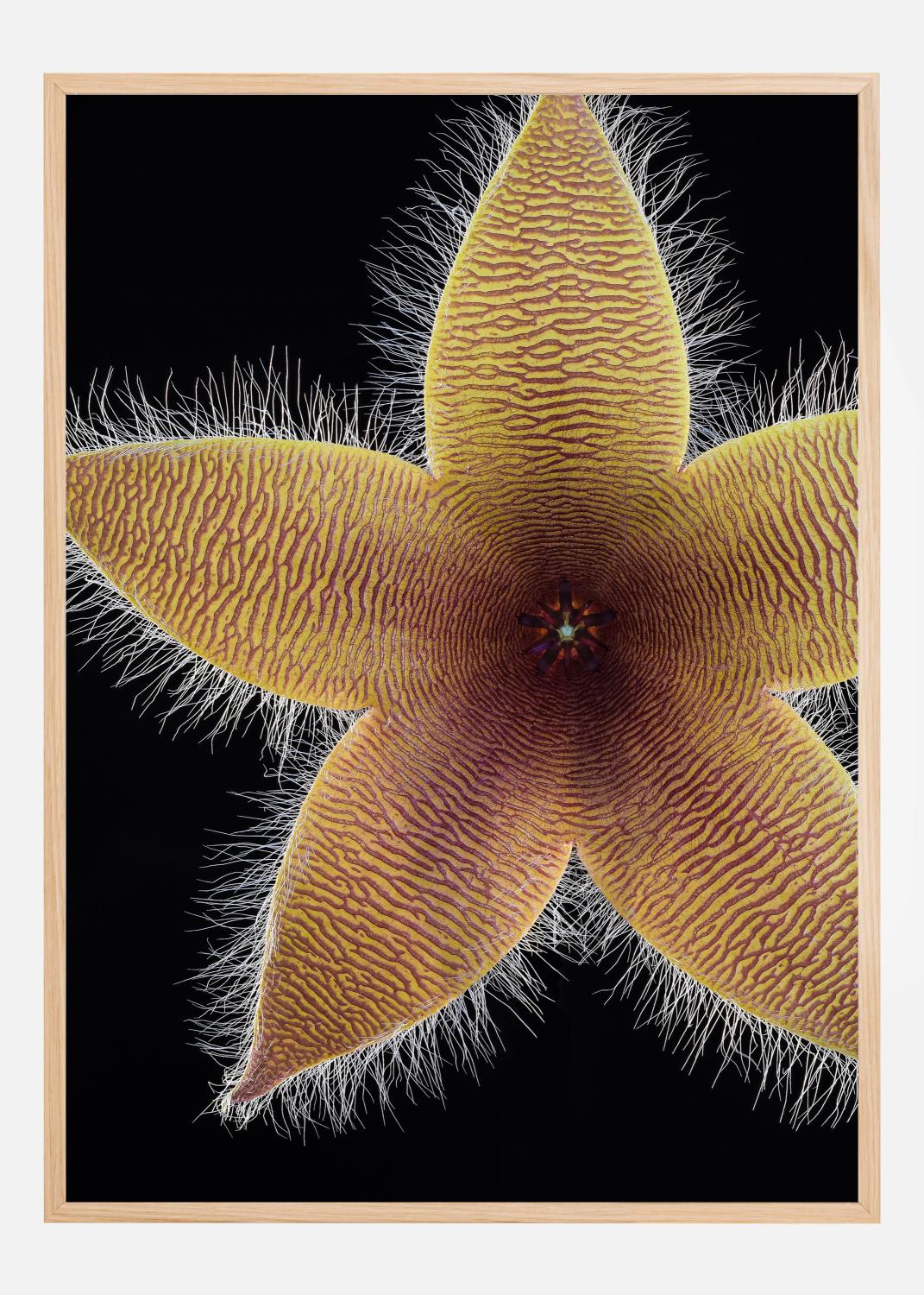 Product Image for Stapelia grandiflora Poster (50x70 cm)