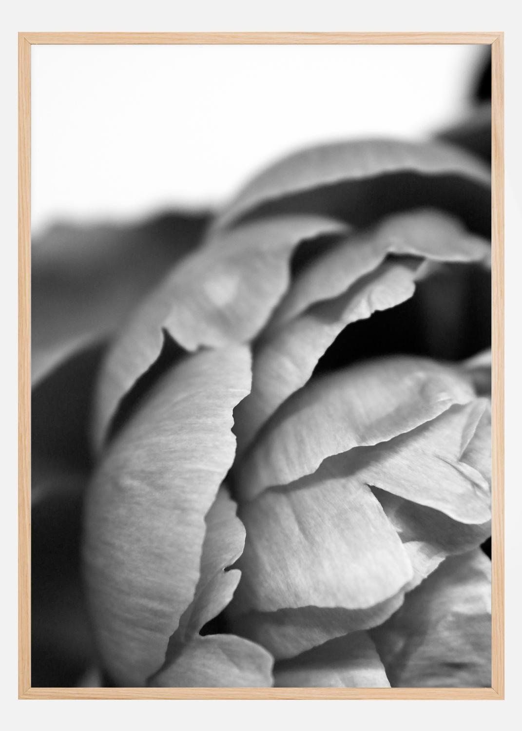 Product Image for Peony B&amp;W Poster (21x29,7 cm (A4))