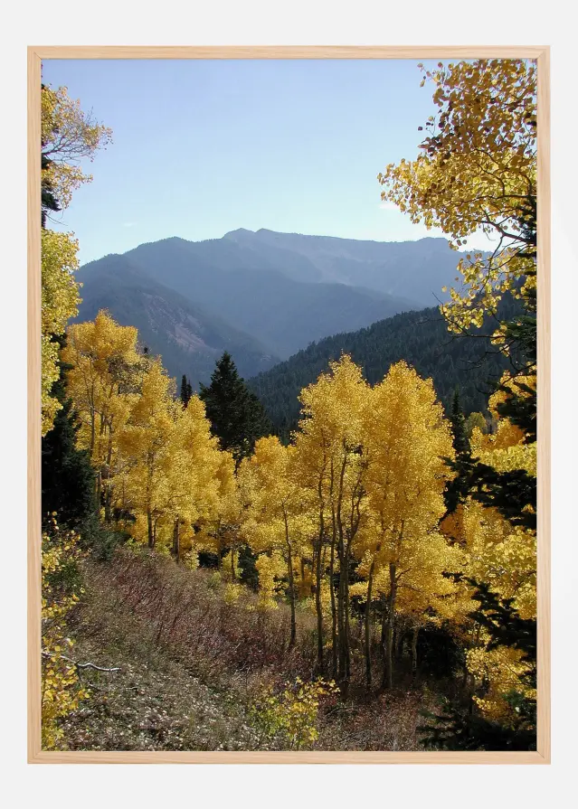 Yellow Trees Poster