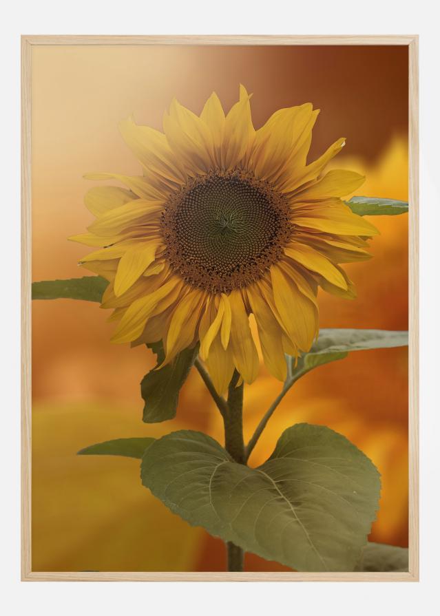 Sunflower Poster