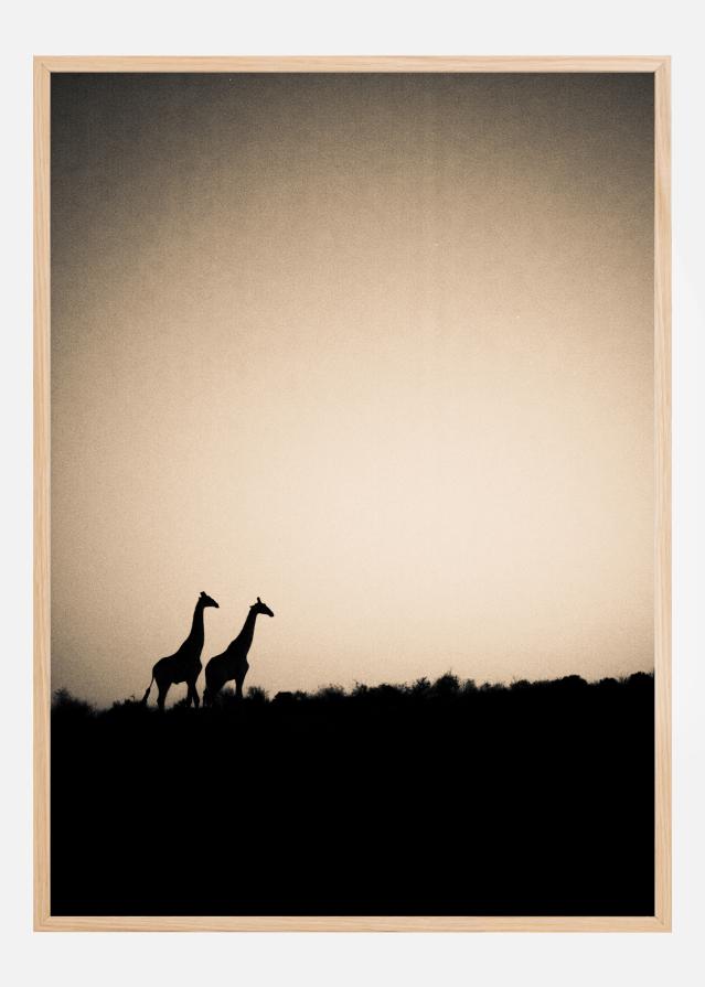 Giraffes Poster