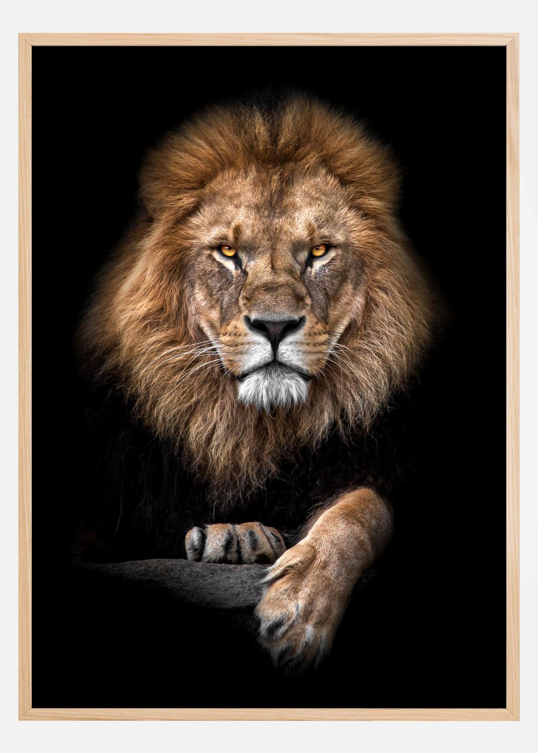 Product Image for Focused Lion Color Poster (30x40 cm)