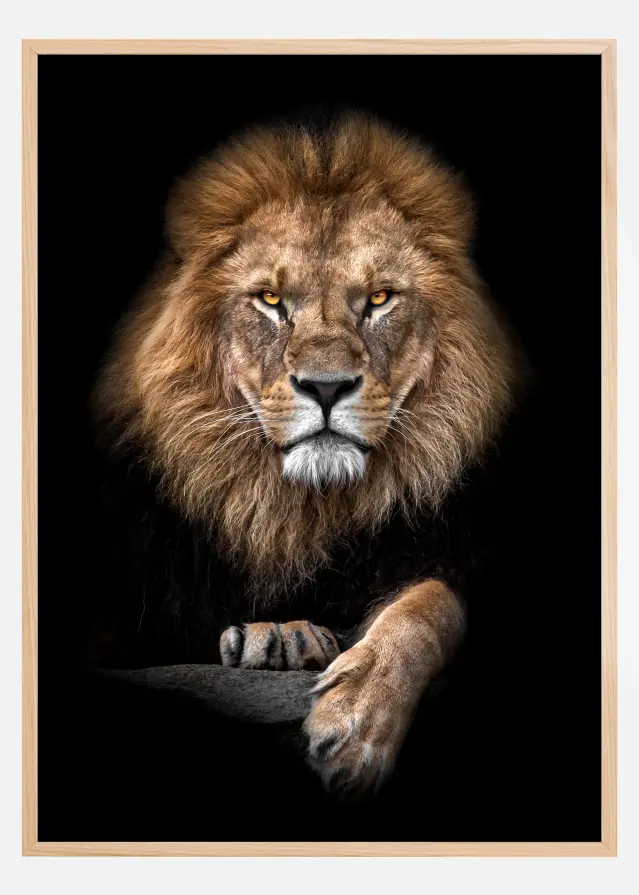 Focused Lion Color Poster