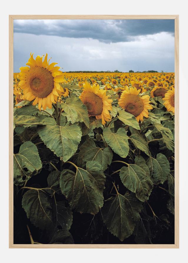 Sunflowers Poster