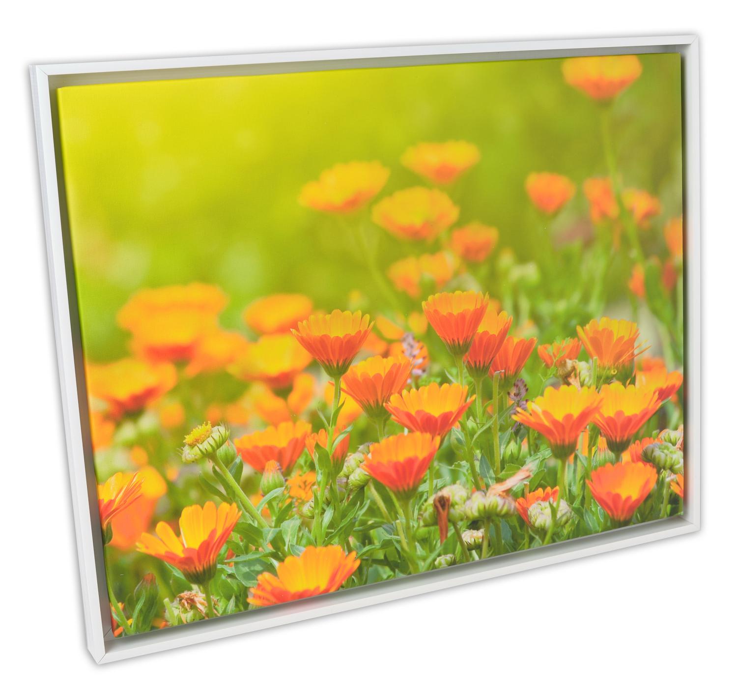 Product Image for Åsen Cadre pour toile Blanc - Taille au choix (caisses américaines)