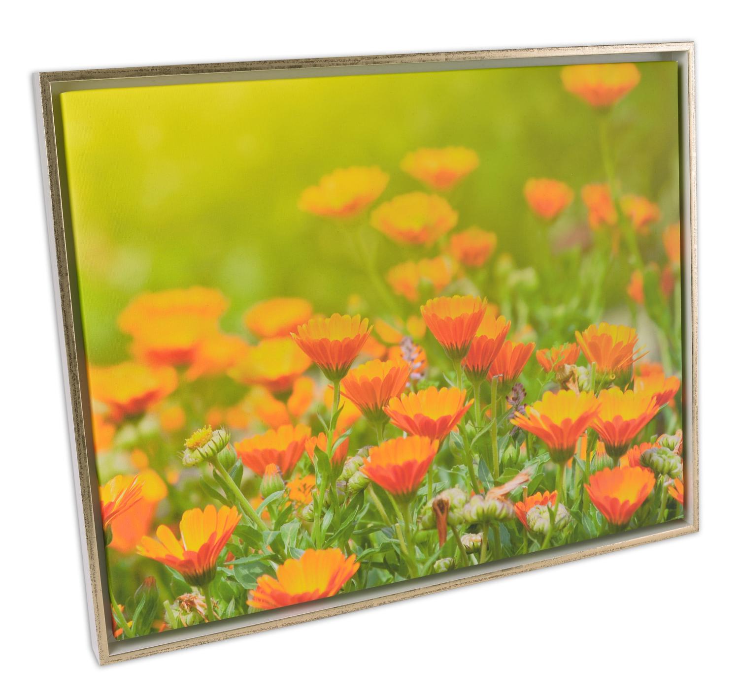 Product Image for Åsen Cadre pour toile Blanc/Or - Taille au choix (caisses américaines)