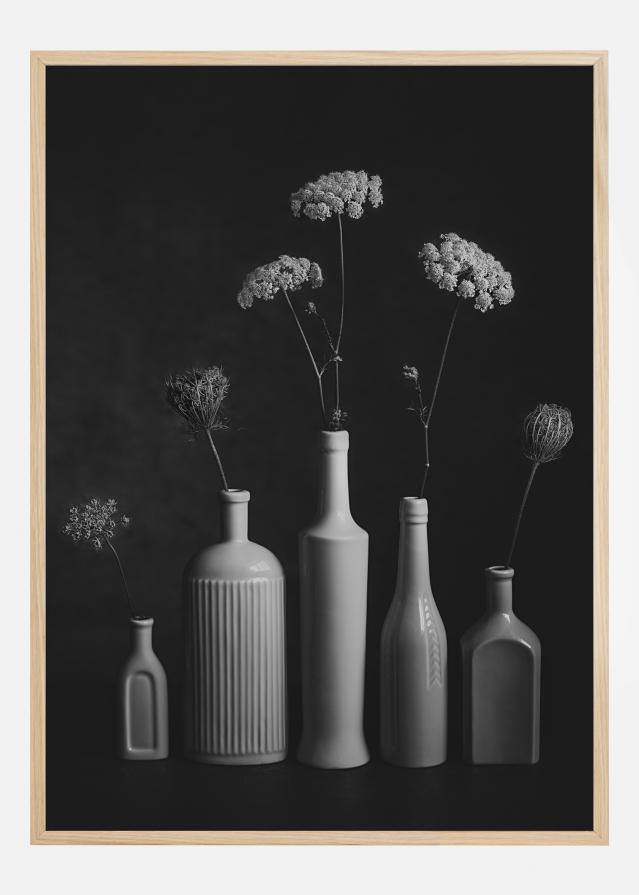 Daucus Carota Poster