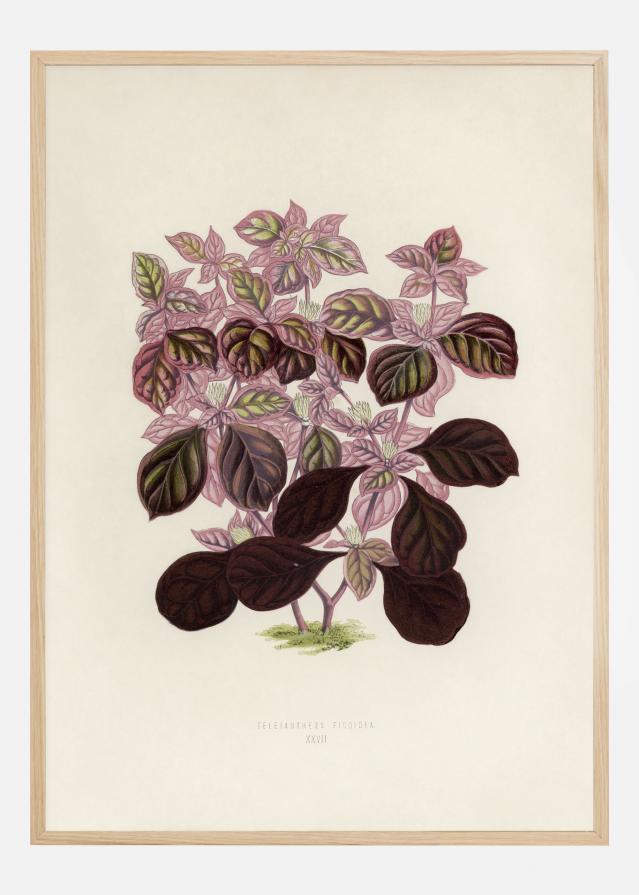 Plectranthus Scutellarioides II Poster