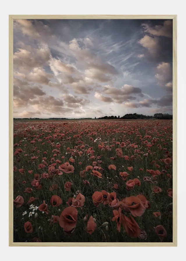 Poppy Field In Sweden Poster