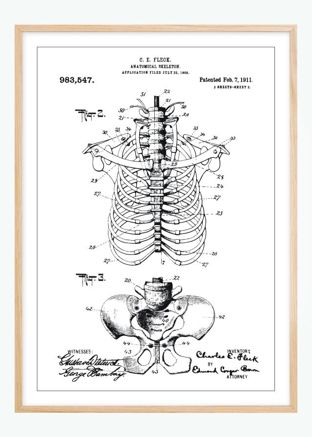 Dessin de brevet - Squelette anatomique II - Poster