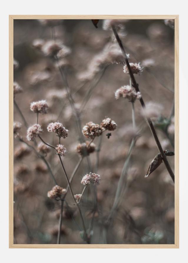 Bridal Veil Flower Poster