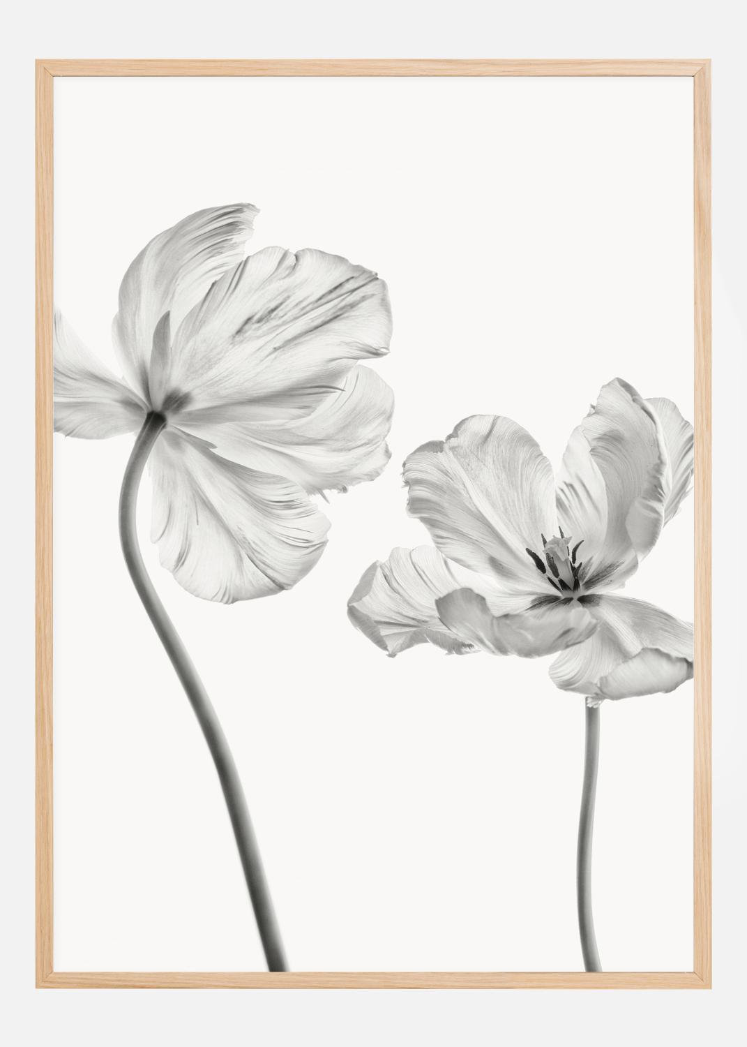 Product Image for Same tulip  front and backview Poster (21x29,7 cm (A4))