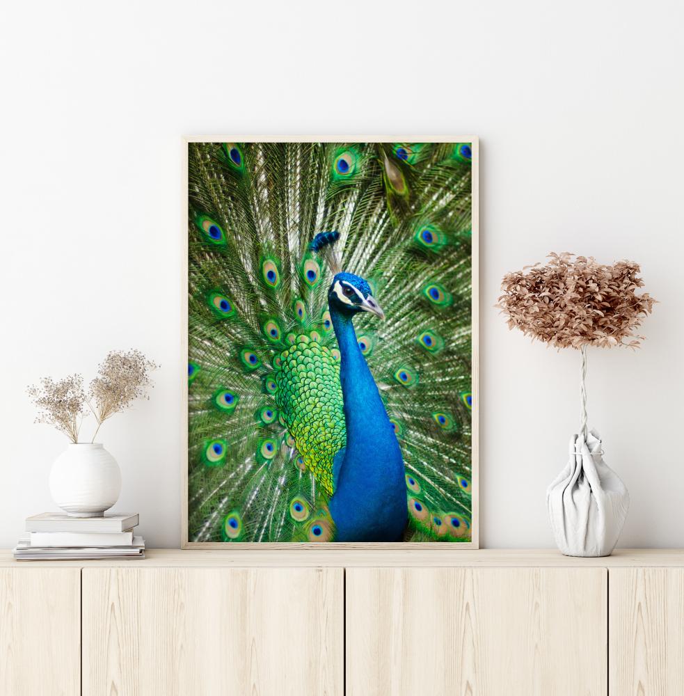 Peacock Poster