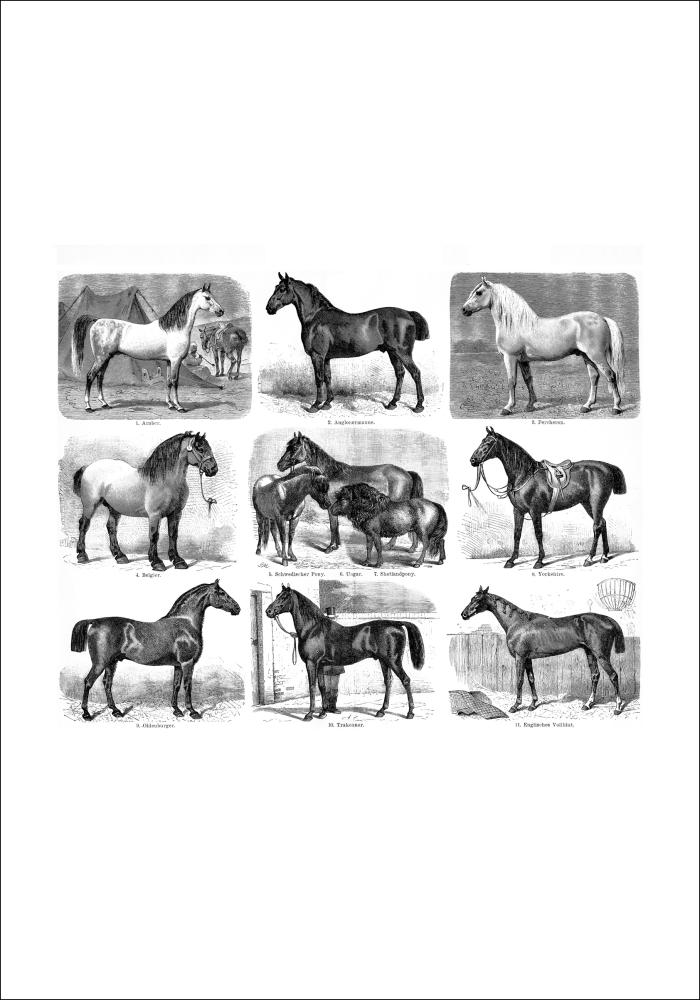 Races de chevaux Poster