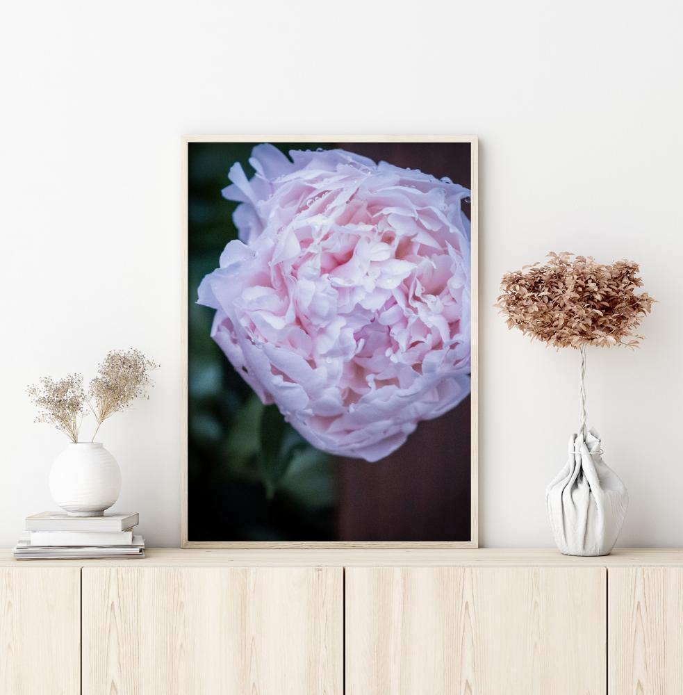 Peony I Poster