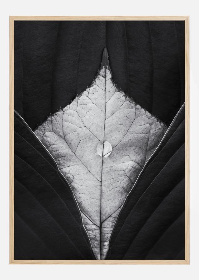 Waterdrop Leaves Poster