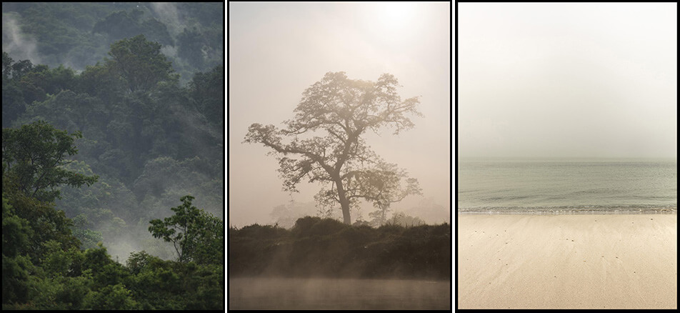 Deux posters avec motifs de nature - fort tropicale, arbre dans la brume, plage dserte
