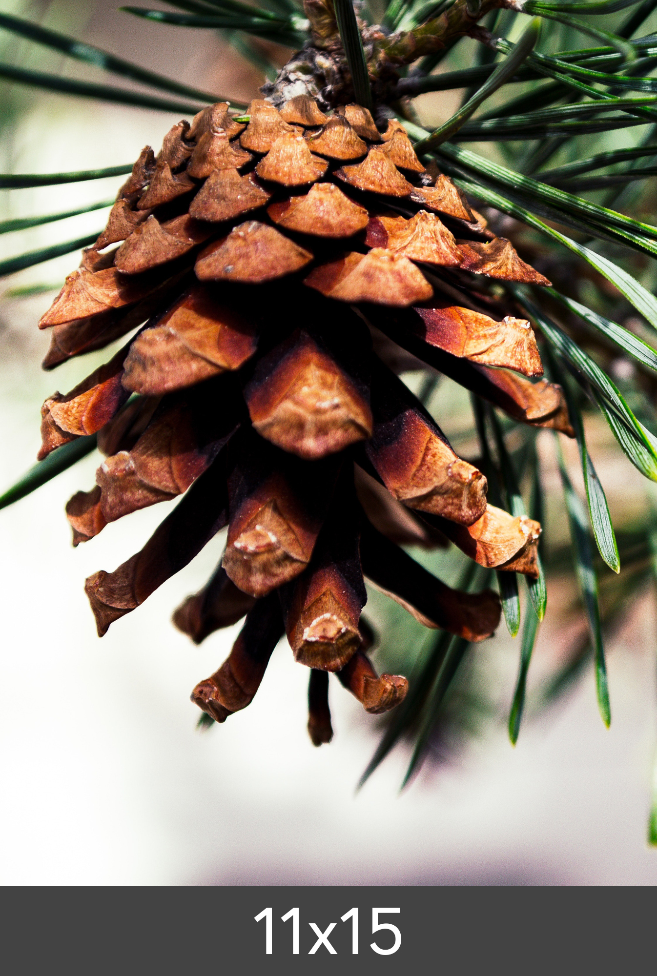 Product Image for Agrandissement FineArt Bamboo 290 g (11x15 cm/Agrandissement - FineArt Bamboo)